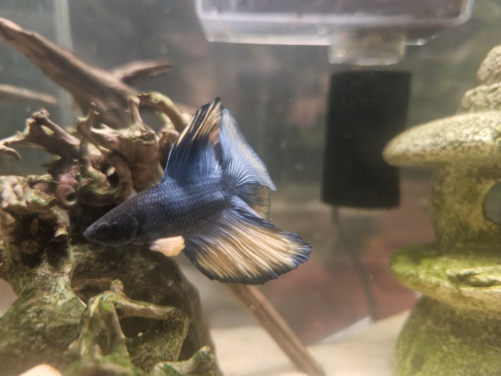 Blue Birch client pet photo