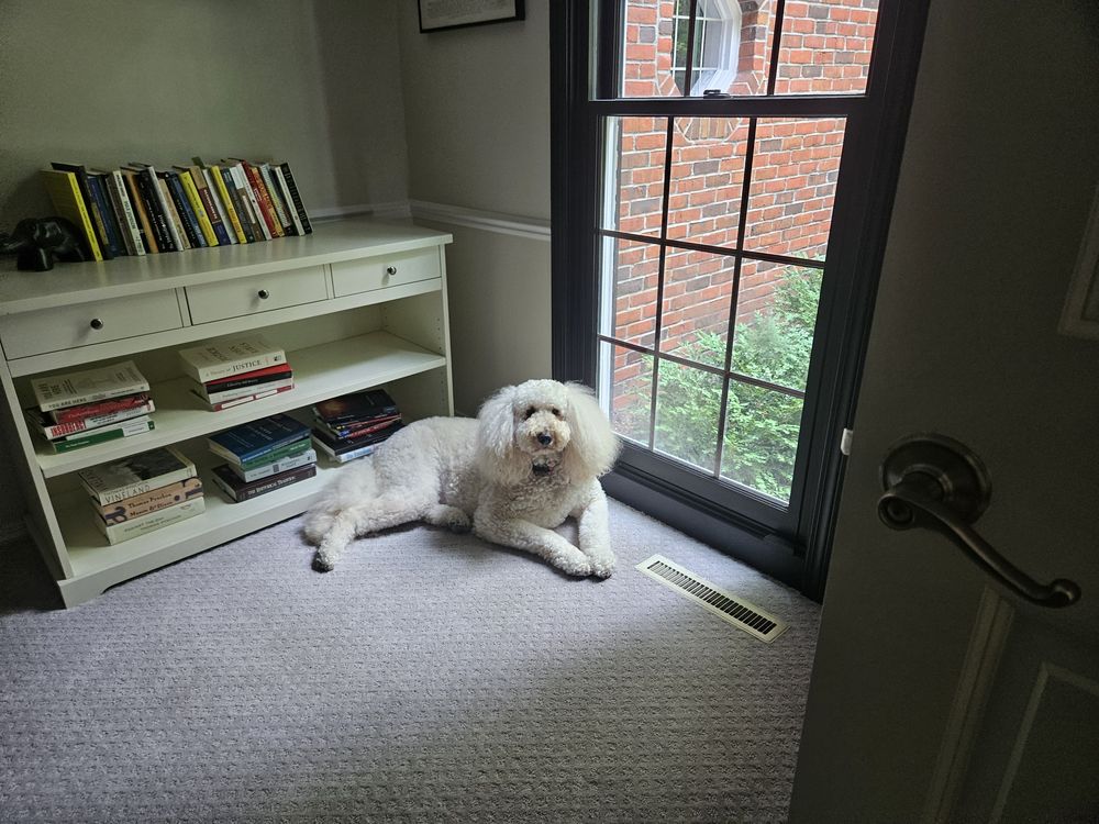 Blue Birch client pet photo