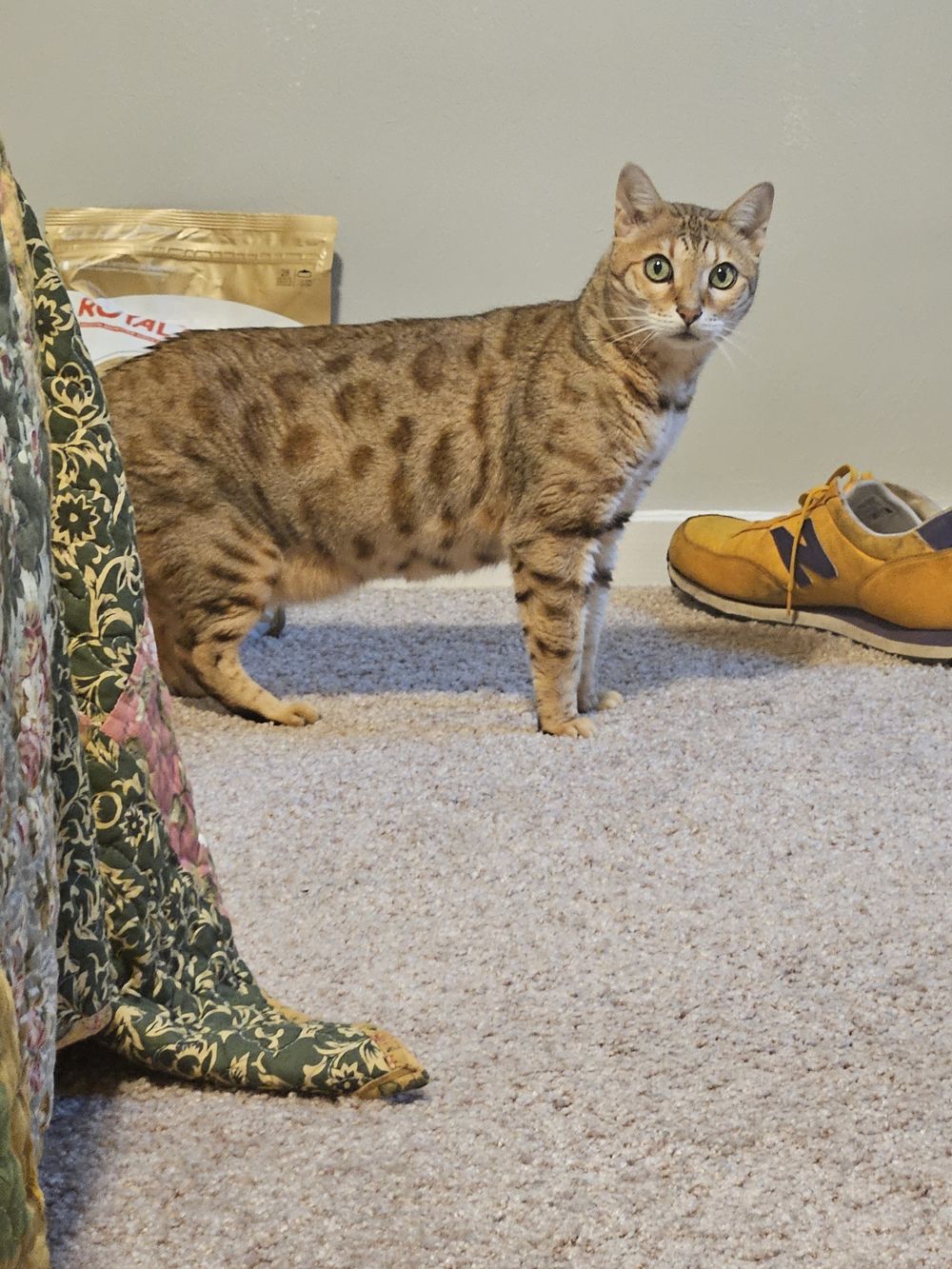 Blue Birch client pet photo