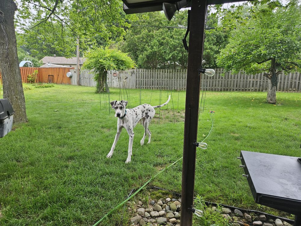 Blue Birch client pet photo