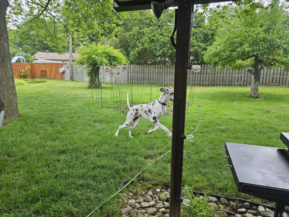 Blue Birch client pet photo