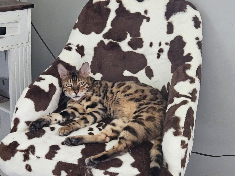 Blue Birch client pet photo