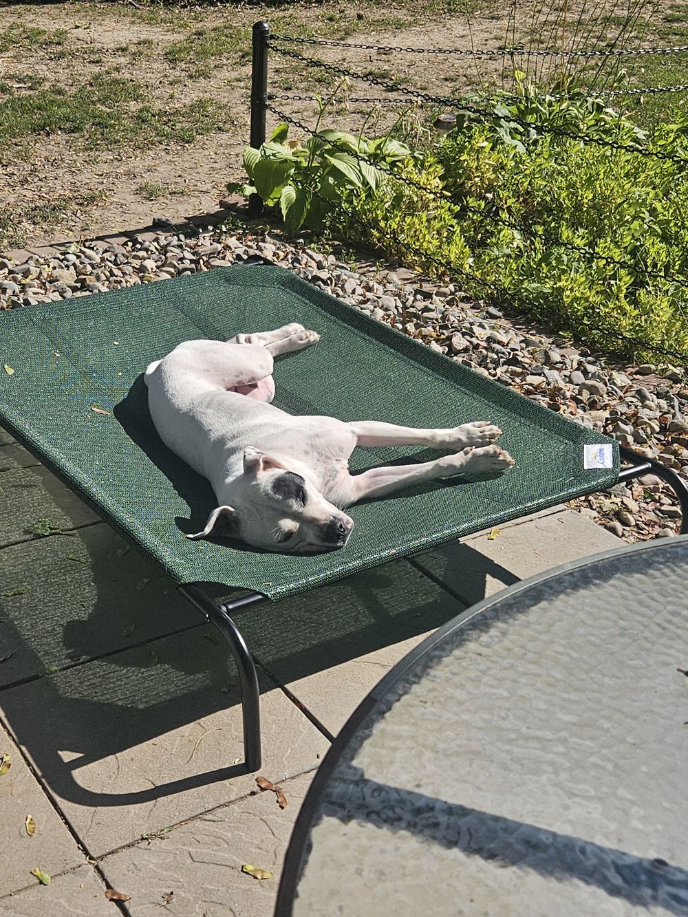 Blue Birch client pet photo