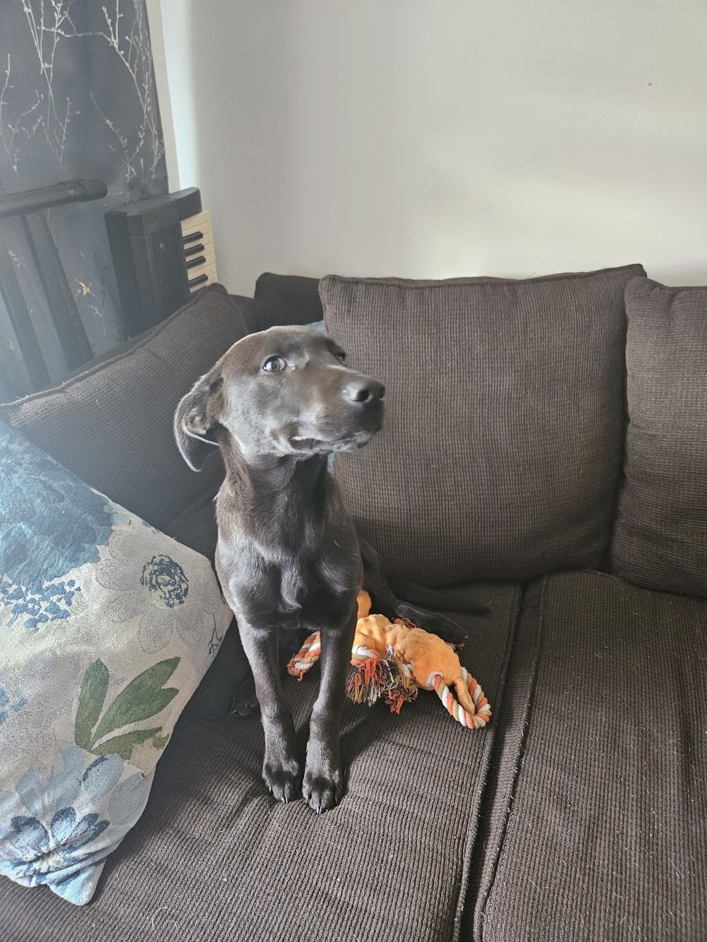 Blue Birch client pet photo
