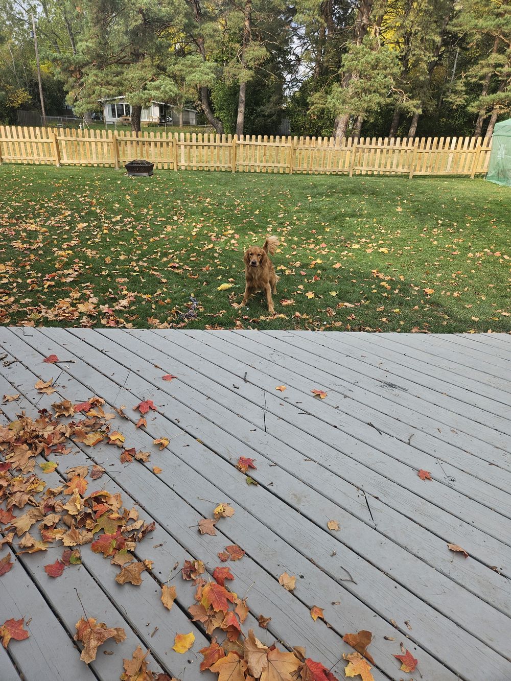 Blue Birch client pet photo