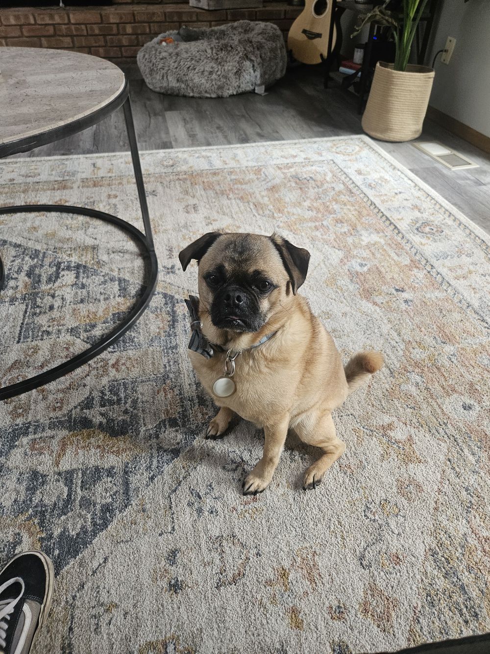 Blue Birch client pet photo