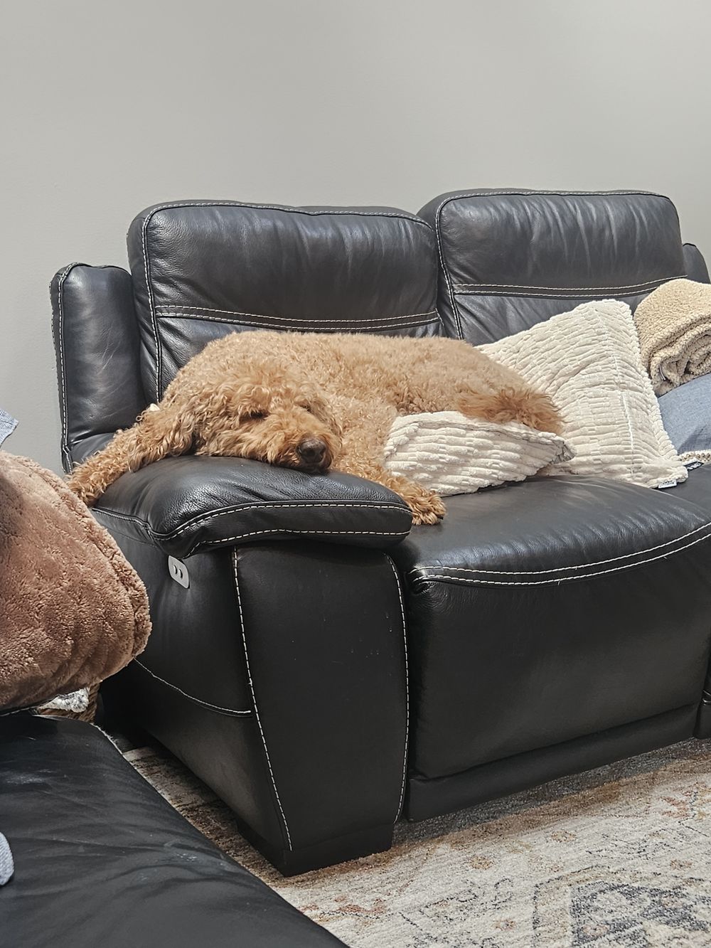 Blue Birch client pet photo