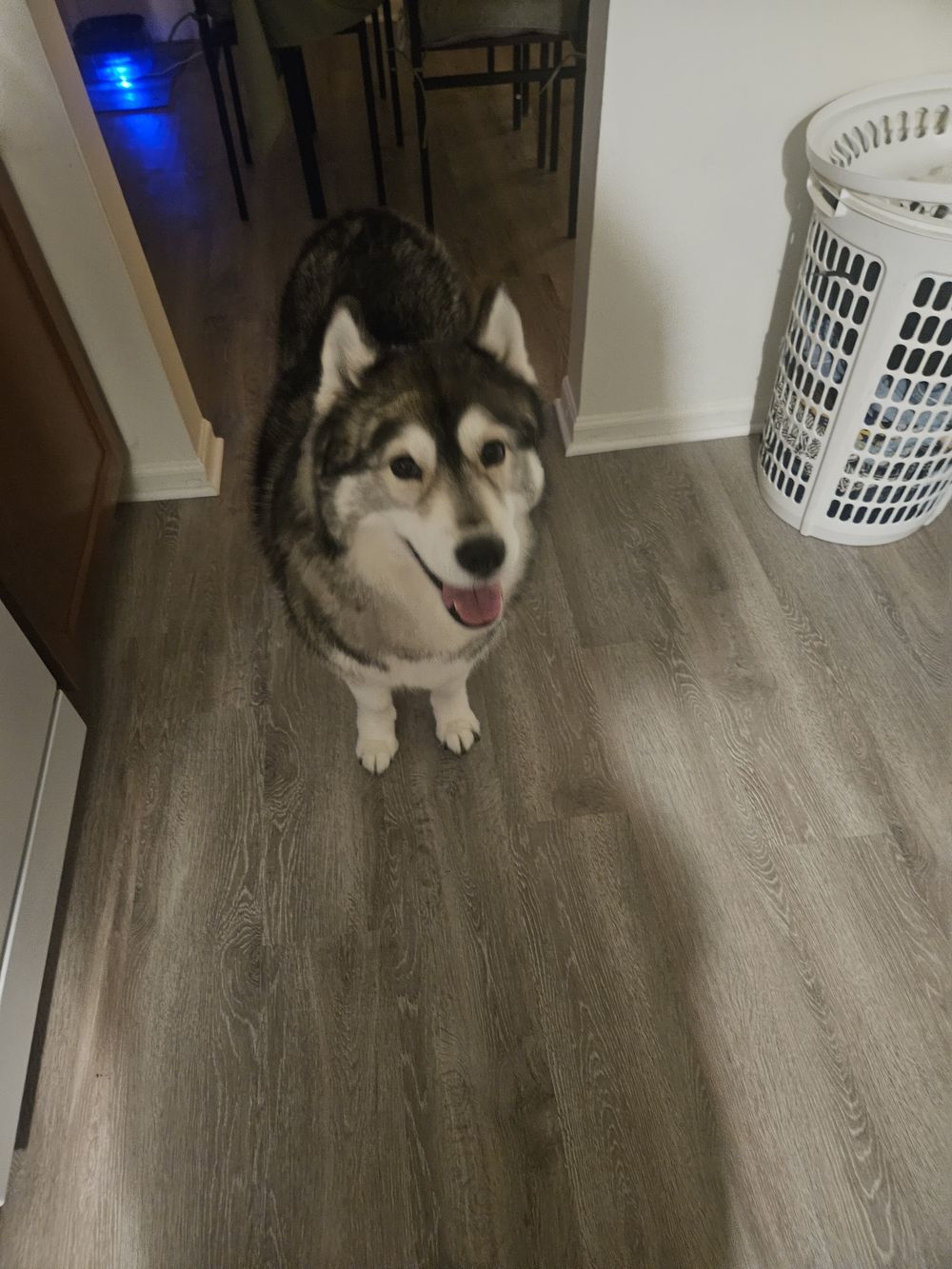 Blue Birch client pet photo