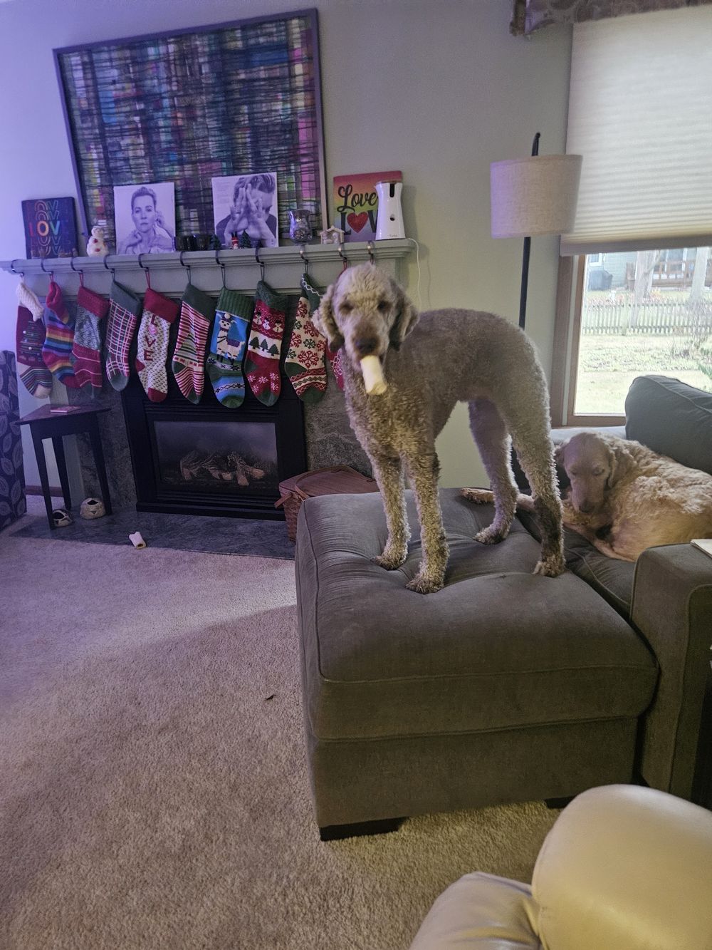 Blue Birch client pet photo