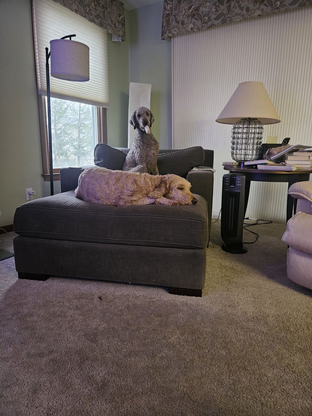 Blue Birch client pet photo