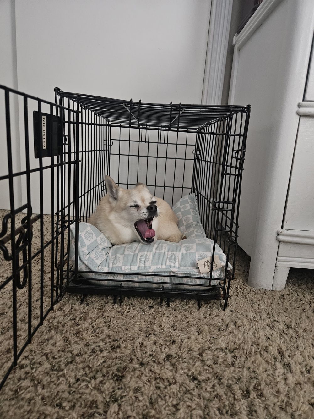 Blue Birch client pet photo