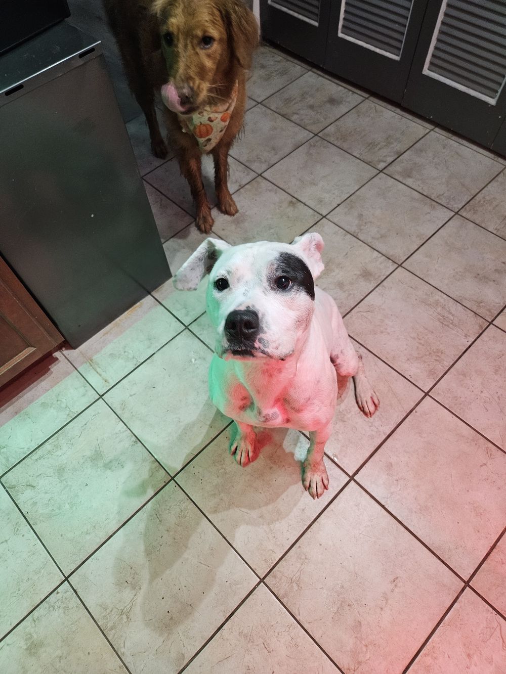 Blue Birch client pet photo