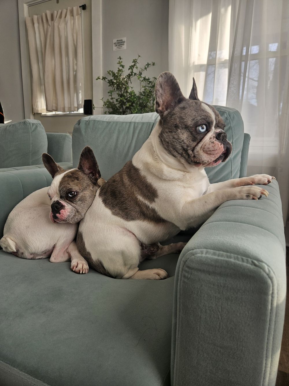 Blue Birch client pet photo