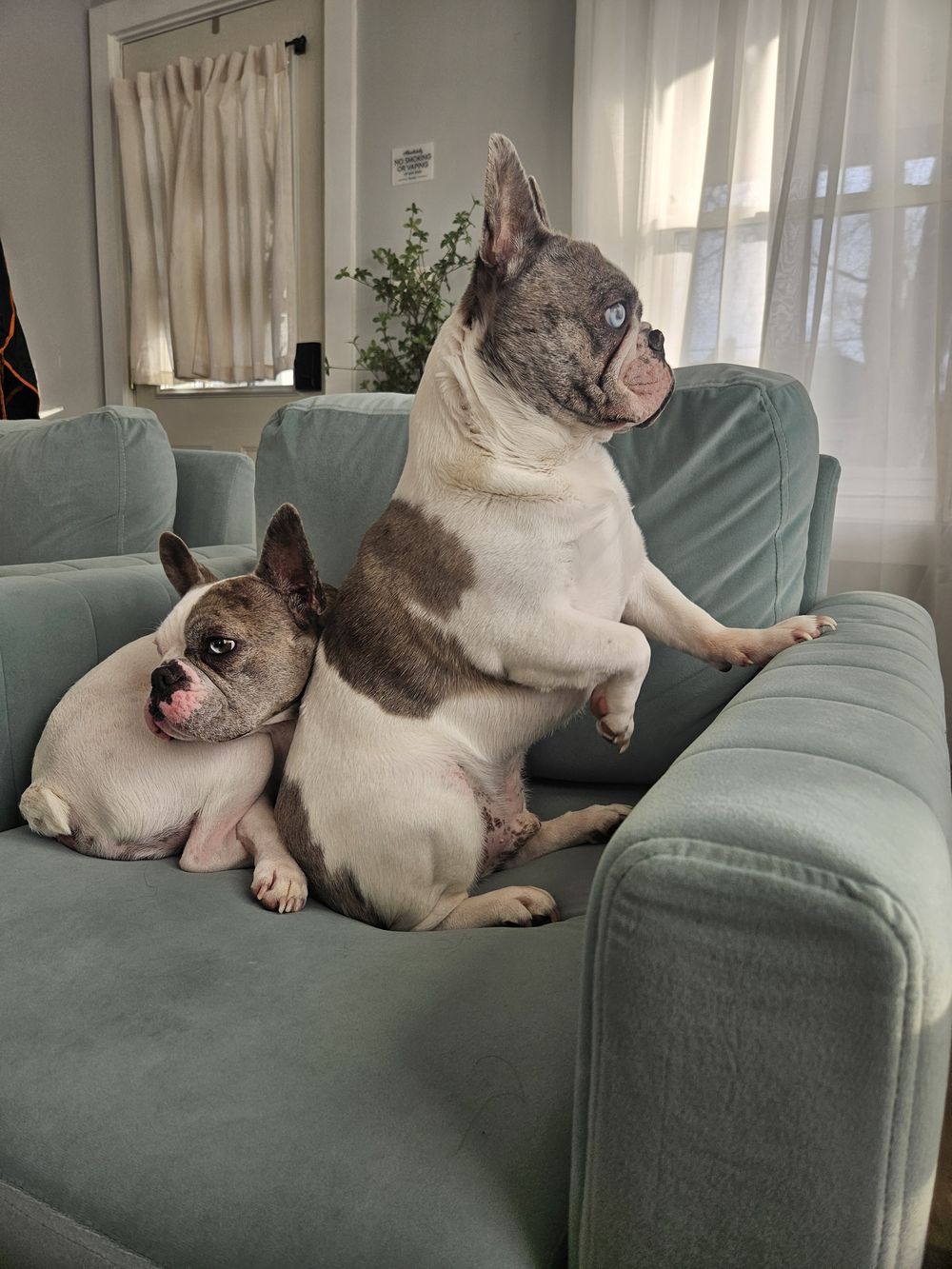 Blue Birch client pet photo