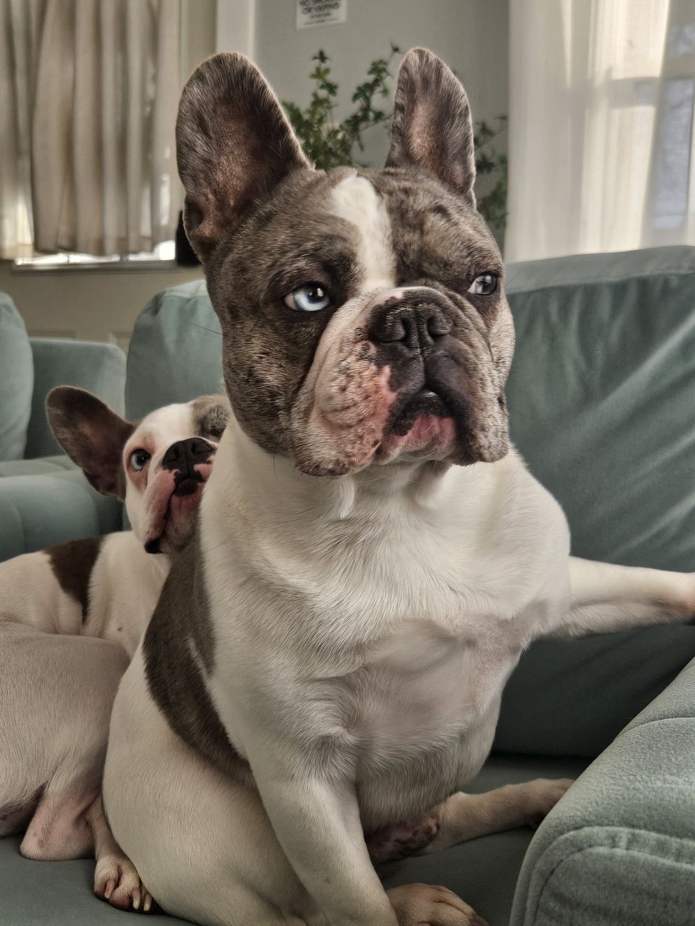 Blue Birch client pet photo