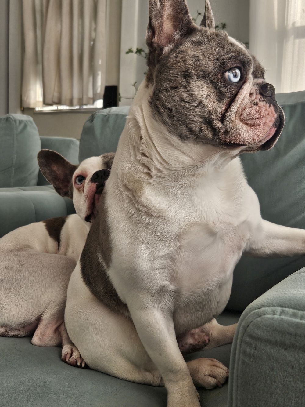 Blue Birch client pet photo