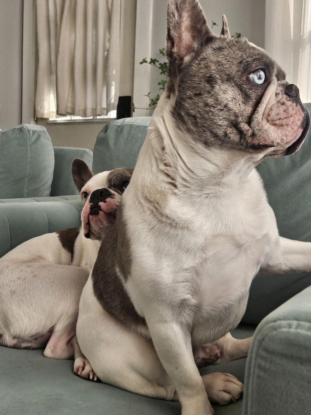 Blue Birch client pet photo