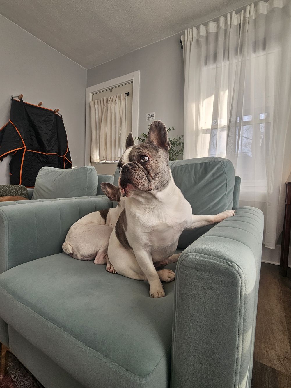 Blue Birch client pet photo