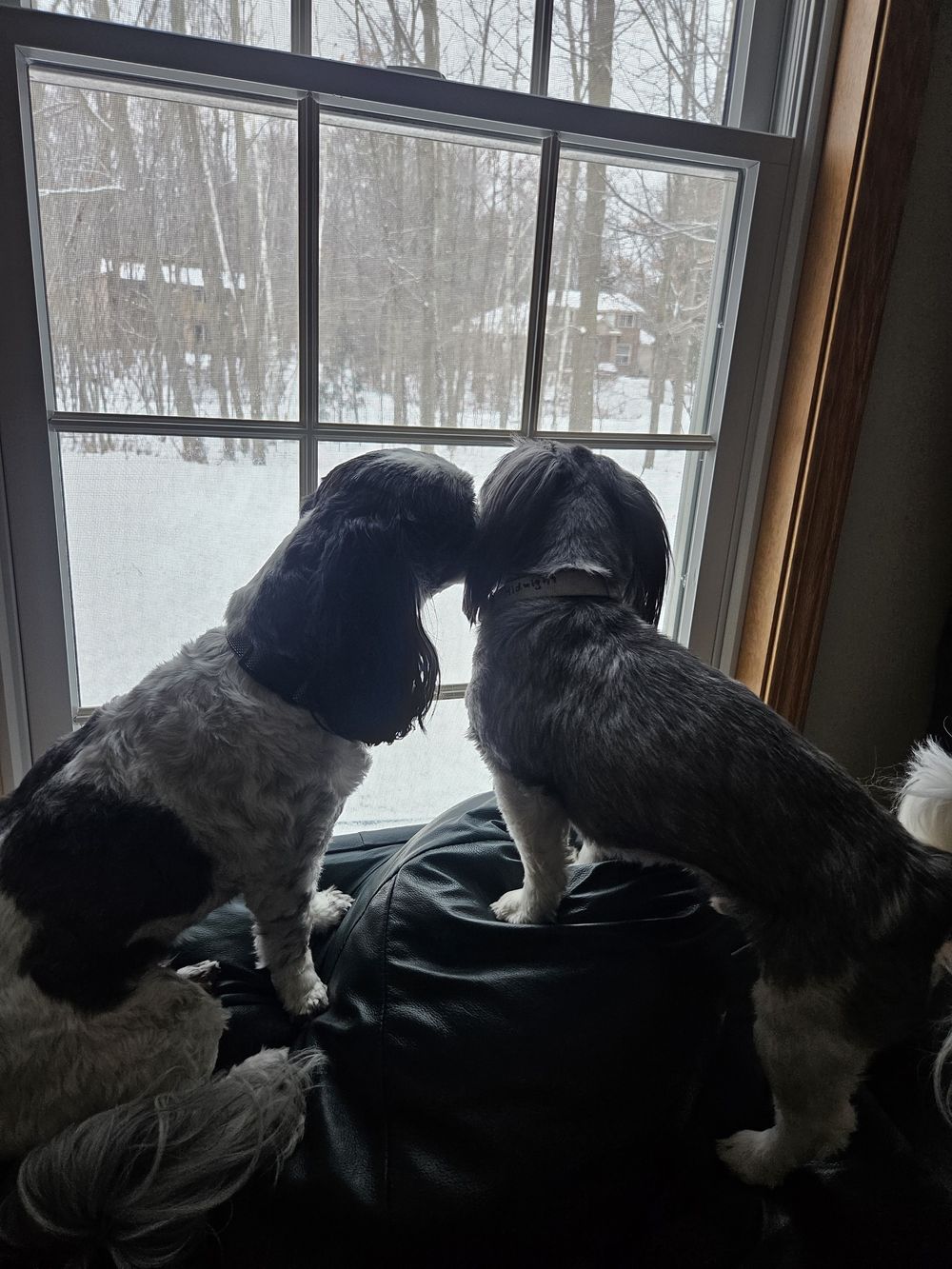 Blue Birch client pet photo