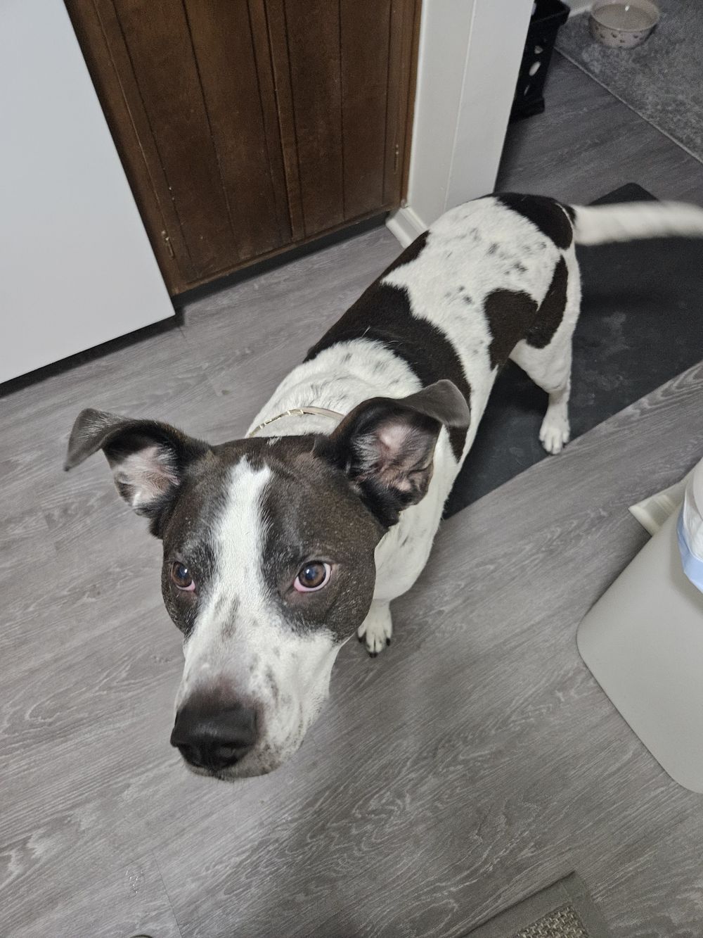 Blue Birch client pet photo